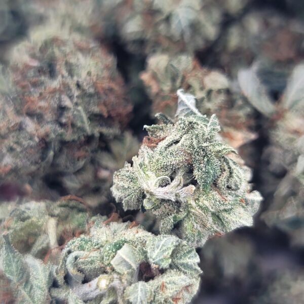 Afghani Bullrider - Indica - Image 2