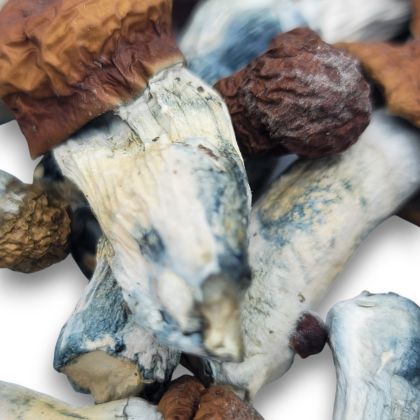Blue Pulaski - Mushrooms - Image 2