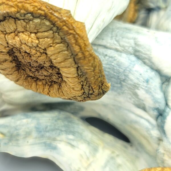 Code Blue - Mushrooms - Image 2