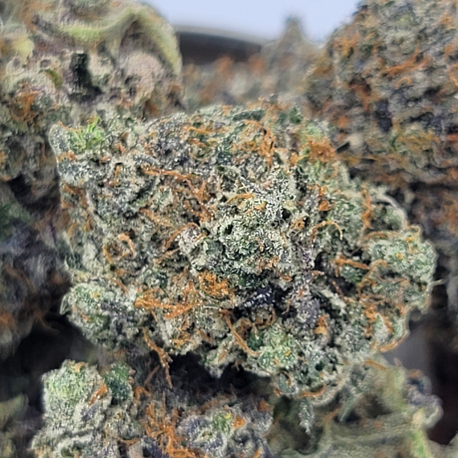 Godfather OG - Indica - Image 2