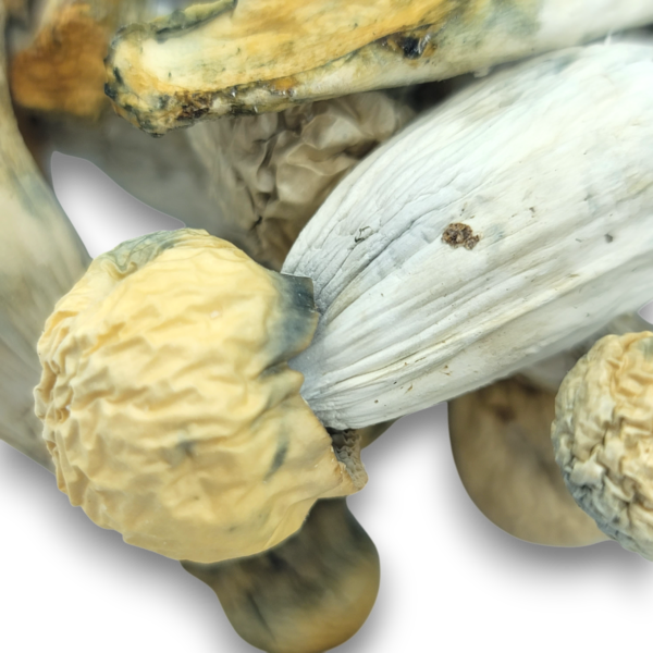 Makilla Gorilla - Mushrooms - Image 2