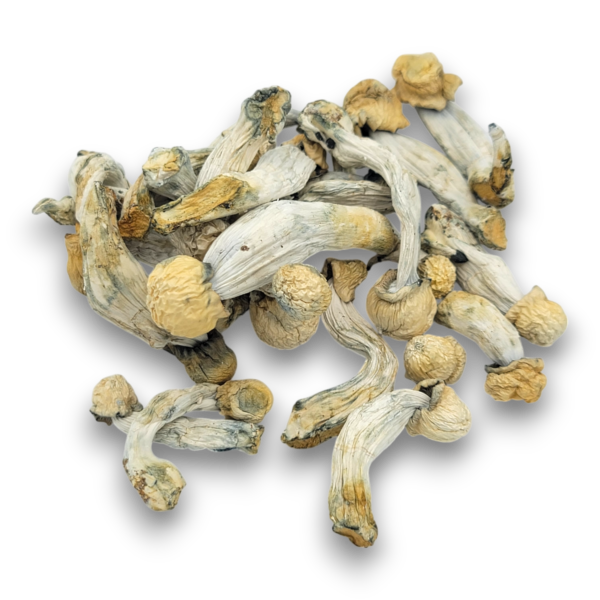 Makilla Gorilla - Mushrooms