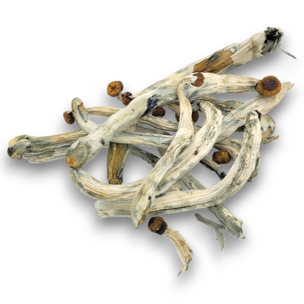 Natalensis - Mushrooms