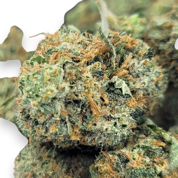 Pink Gorilla - Hybrid - Image 2
