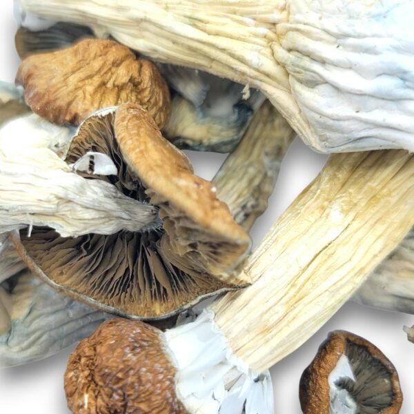 TAT Smurf - Mushrooms - Image 2