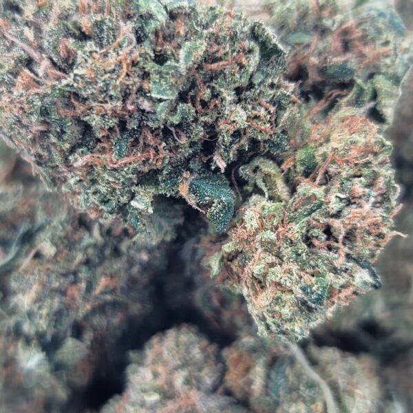 Ice Cream Cake - Indica - Image 2