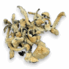 Avery’s Albino Magic Mushrooms