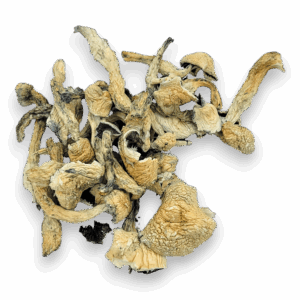Avery’s Albino Magic Mushrooms