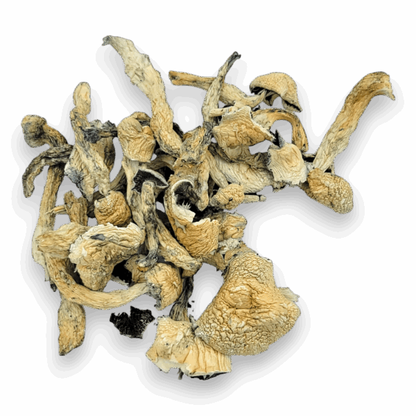 Avery’s Albino Magic Mushrooms