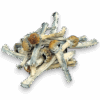 Gold Member Mushrooms are a golden gateway to euphoric clarity and vivid exploration.