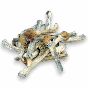 Gold Member Mushrooms are a golden gateway to euphoric clarity and vivid exploration.