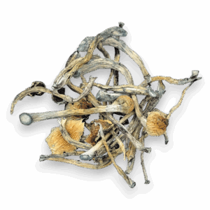 Golden Teacher Magic Mushrooms are one of the most iconic and widely respected Psilocybe cubensis strains.