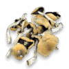 HillCap Magic Mushrooms