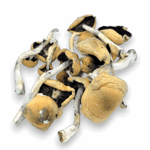 HillCap Magic Mushrooms
