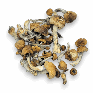 Machine Elf Magic Mushrooms are a powerful and visually stunning Psilocybe cubensis hybrid, bred from wild Peruvian genetics and Penis Envy Uncut