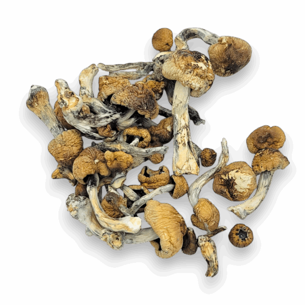 Machine Elf Magic Mushrooms are a powerful and visually stunning Psilocybe cubensis hybrid, bred from wild Peruvian genetics and Penis Envy Uncut