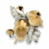 Potent Melmac Magic Mushrooms from magicscorner.com – ideal for spiritual and introspective journeys