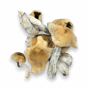 Potent Melmac Magic Mushrooms from magicscorner.com – ideal for spiritual and introspective journeys