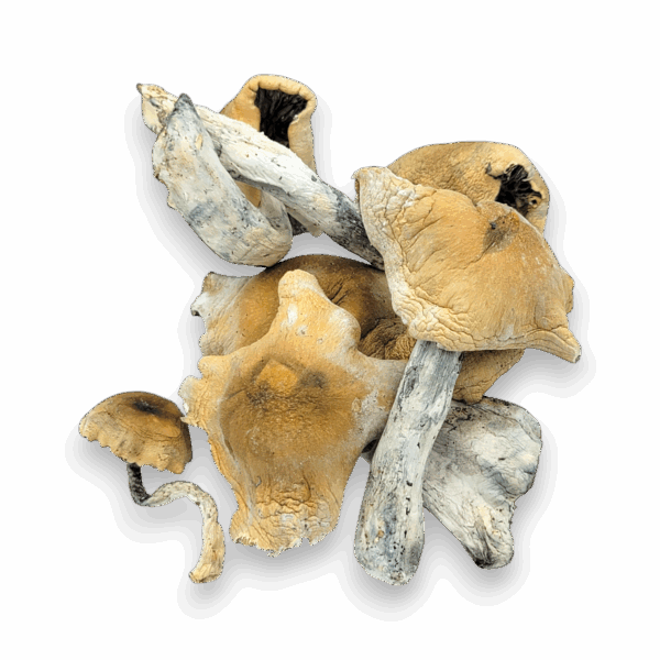 Potent Melmac Magic Mushrooms from magicscorner.com – ideal for spiritual and introspective journeys