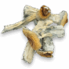 Unlock profound psychedelic experiences with Penis Envy Mushrooms