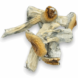 Unlock profound psychedelic experiences with Penis Envy Mushrooms
