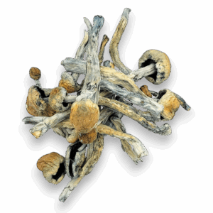 Transkei Mushrooms deliver vivid visuals, energy, and introspection
