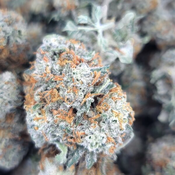 Unicorn Poop - Hybrid - Mids - Image 2