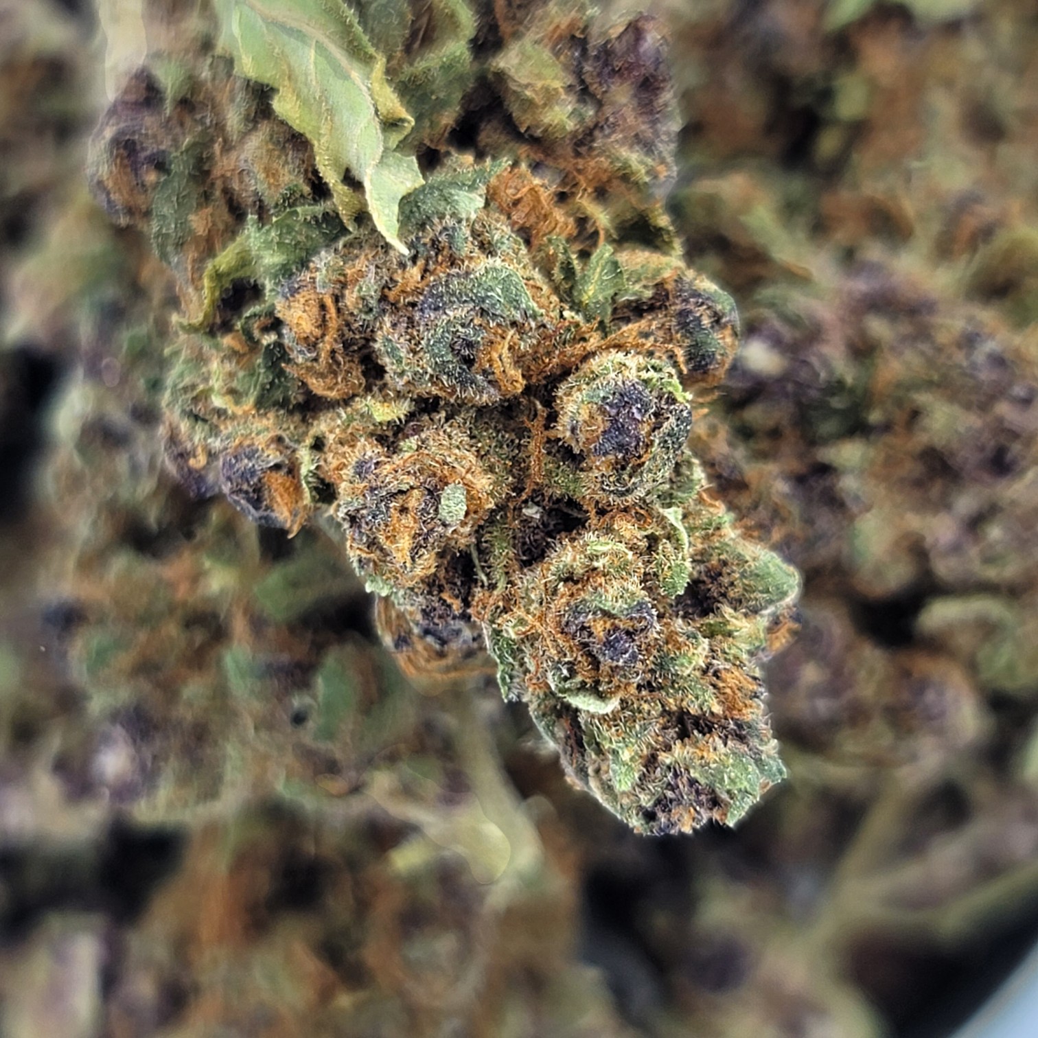 Tangerine Dream | Citrus Chill with AA Dub Value - Image 2