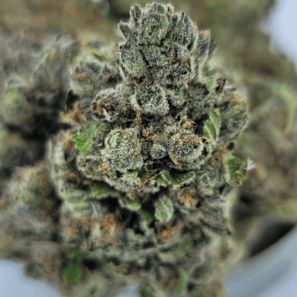 Rockstar Punch - Power House Hybrid - Image 2