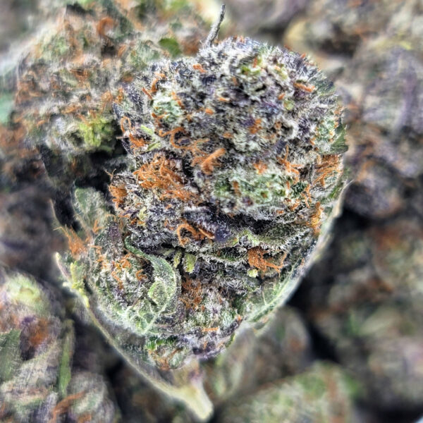 Jealousy - Premium Cannabis Strain - Hybrid - Image 2