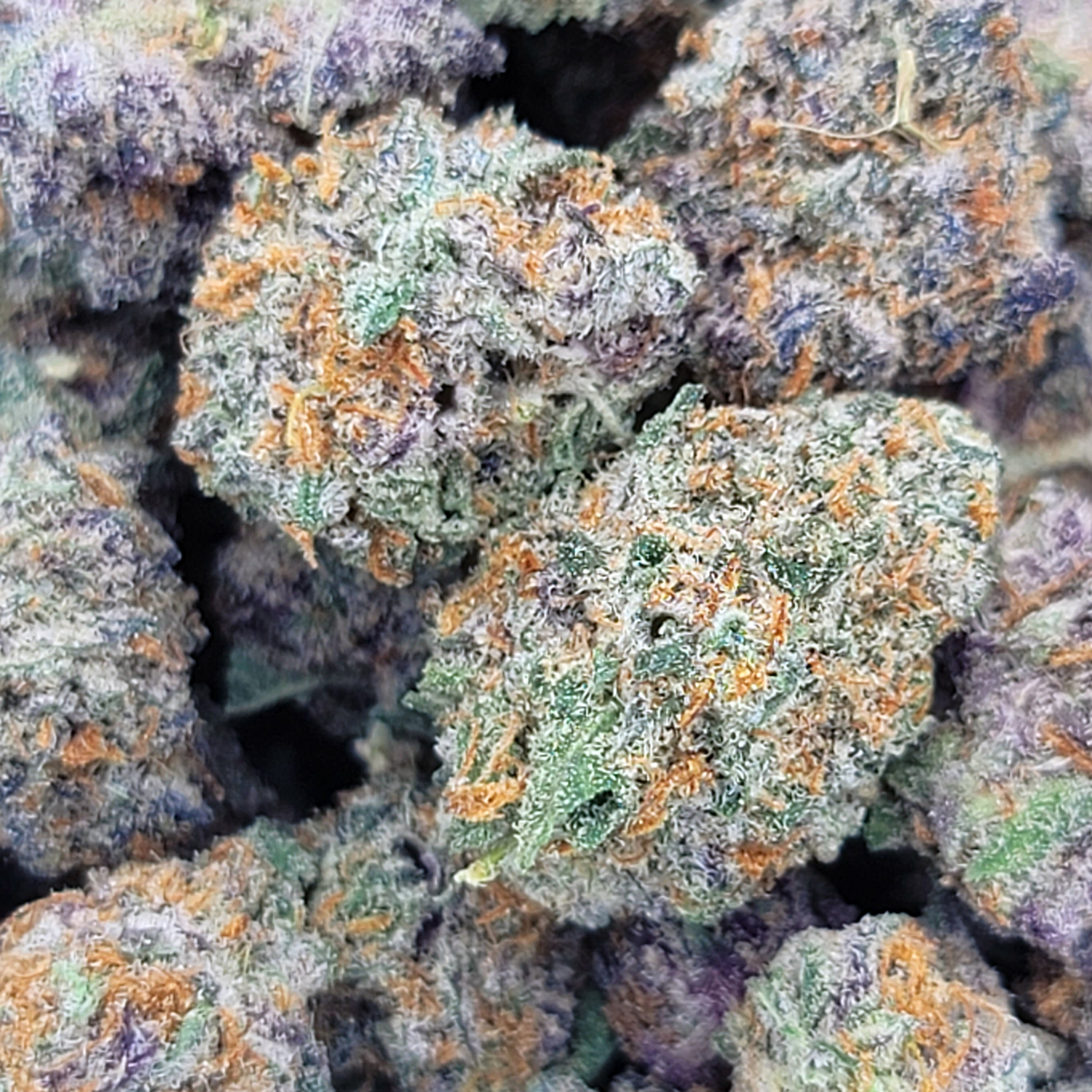 Macro shot of Animal Face Cookies cannabis highlighting frosty, sugar-like trichomes