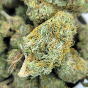 Close-up of Z Splitter strain showing dense colourful nugs and orange pistils