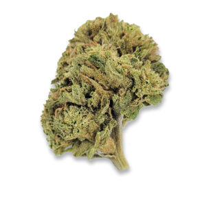 Alternative view of Hollywood Ghost Indica | Budget AA