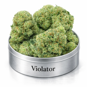 Alternative view of Violator AAA – Potent Indica Flower Canada | 22–25% THC