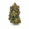 Purple Kush LSO quads single dense frosty bud with amber pistils on clean white background