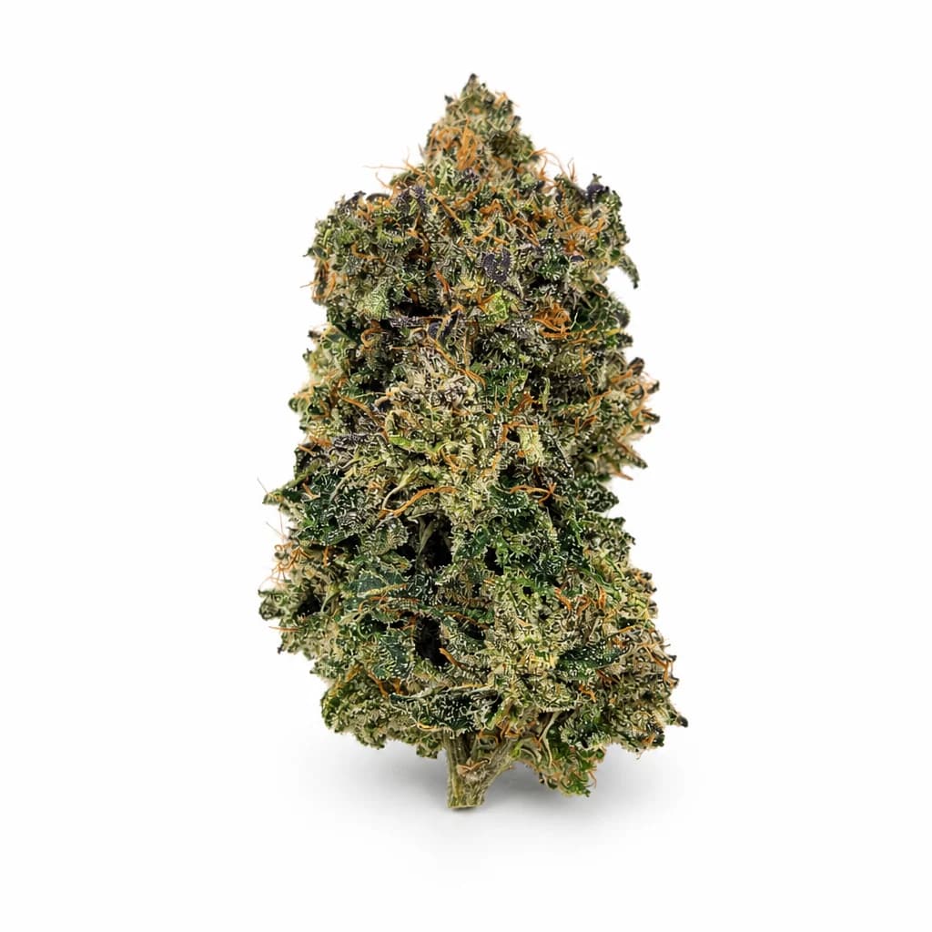 Purple Kush LSO quads single dense frosty bud with amber pistils on clean white background