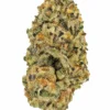 Single AAA White Wedding cannabis bud with frosty white trichomes on a white background